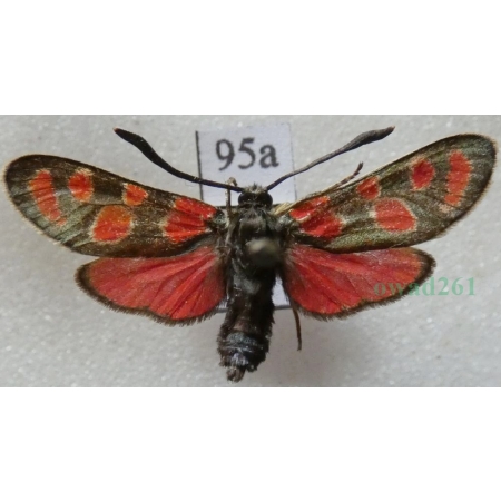 Zygaena carniolica (Scopoli, 1763) Kraśnik rzęsinowiec Czech95a